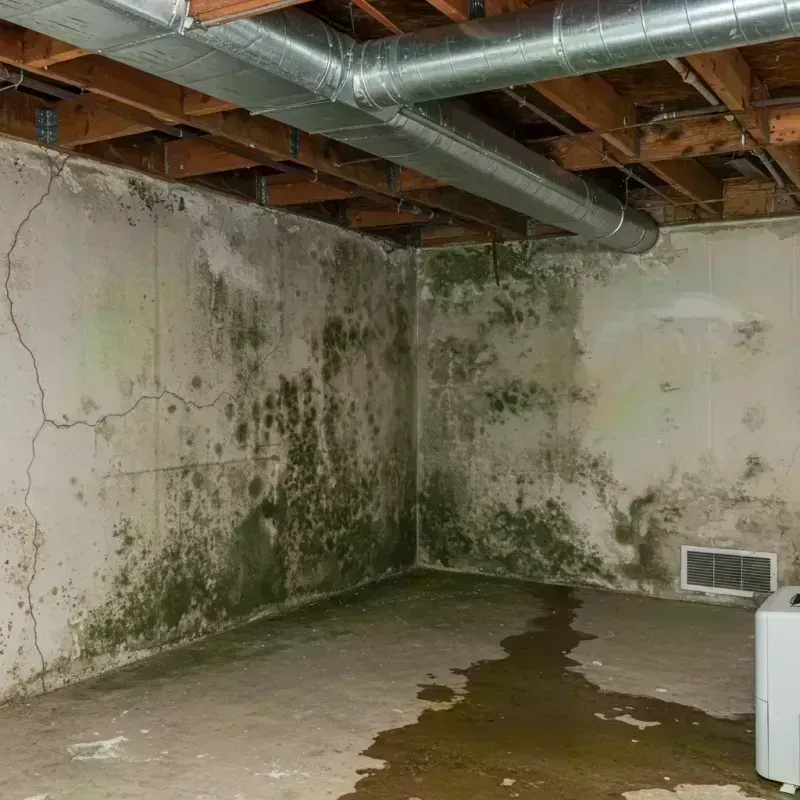 Professional Mold Removal in Country Walk, FL